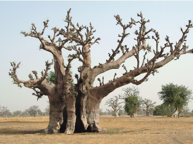 beautiful brown tree with green buds with yellow land and green and brown trees in the background