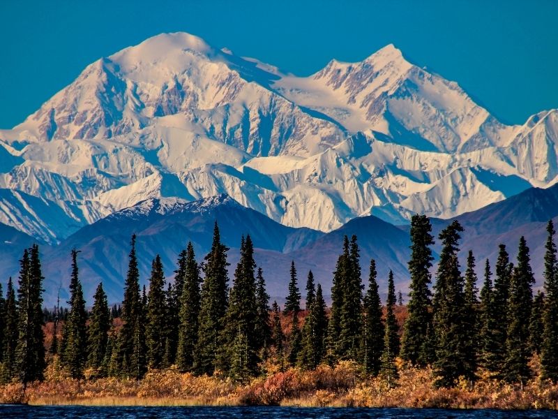 snowy mountaintops and dark green trees