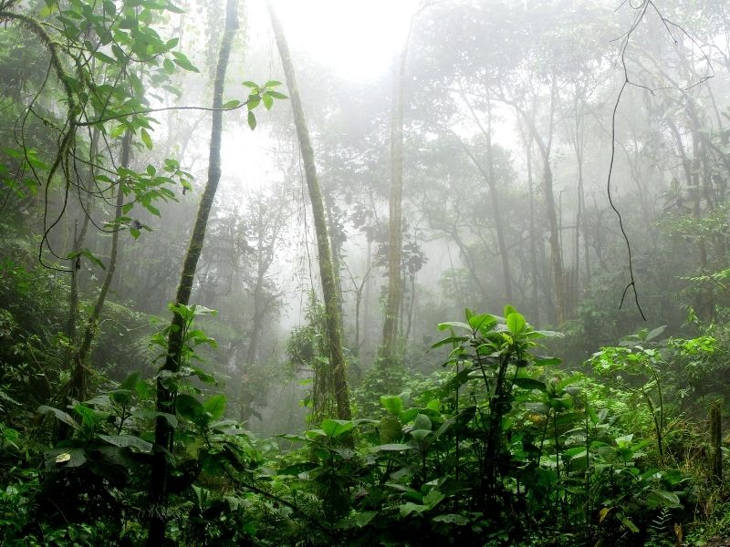 misty green amazon vines