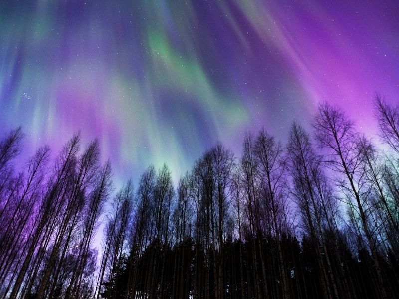 purple and green aurora with black trees