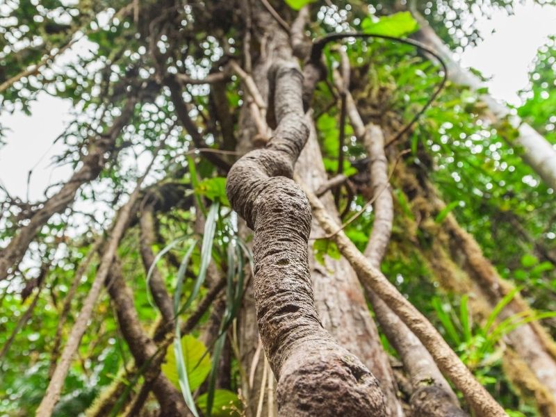 tall brown ayahuasca vine with green leaves