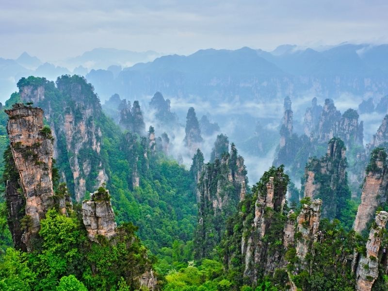 long brown trees with green leaves in mist